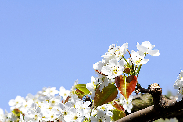 포토 JPG 주간 자연 하늘 풍경 사람없음 야외 봄 배꽃 배나무 국내포토 자연요소 나무 계절 꽃 생태계 파일형식