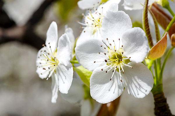 포토 JPG 주간 자연 풍경 근접촬영 사람없음 야외 아웃포커스 봄 배꽃 배나무 국내포토 자연요소 나무 계절 꽃 뷰포인트 촬영기법 생태계 파일형식