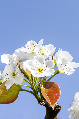포토 JPG 주간 자연 하늘 풍경 사람없음 야외 봄 배꽃 배나무 국내포토 자연요소 나무 계절 꽃 생태계 파일형식