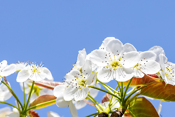 포토 JPG 주간 자연 하늘 풍경 사람없음 야외 봄 배꽃 배나무 국내포토 자연요소 나무 계절 꽃 생태계 파일형식