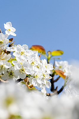 포토 JPG 주간 자연 하늘 풍경 사람없음 야외 봄 소프트포커스 배꽃 배나무 국내포토 자연요소 나무 계절 꽃 촬영기법 생태계 파일형식
