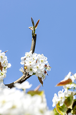 포토 JPG 주간 자연 하늘 풍경 사람없음 야외 봄 소프트포커스 배꽃 배나무 국내포토 자연요소 나무 계절 꽃 촬영기법 생태계 파일형식