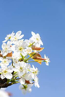 포토 JPG 주간 자연 하늘 풍경 사람없음 야외 봄 배꽃 배나무 국내포토 자연요소 나무 계절 꽃 생태계 파일형식