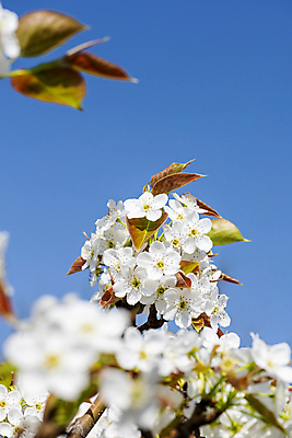 포토 JPG 주간 자연 하늘 풍경 사람없음 야외 봄 소프트포커스 배꽃 배나무 국내포토 자연요소 나무 계절 꽃 촬영기법 생태계 파일형식