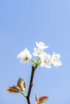 포토 JPG 주간 자연 하늘 풍경 사람없음 야외 봄 배꽃 배나무 국내포토 자연요소 나무 계절 꽃 생태계 파일형식