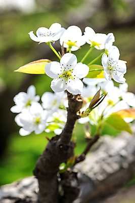 포토 JPG 주간 자연 풍경 사람없음 야외 아웃포커스 봄 배꽃 배나무 국내포토 자연요소 나무 계절 꽃 촬영기법 생태계 파일형식