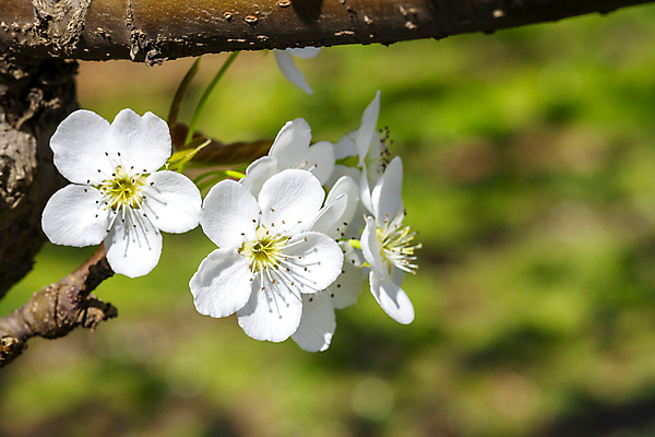포토 JPG 주간 밭 자연 풍경 사람없음 야외 아웃포커스 봄 과수원 배꽃 배나무 국내포토 자연요소 나무 계절 꽃 농업 촬영기법 생태계 파일형식
