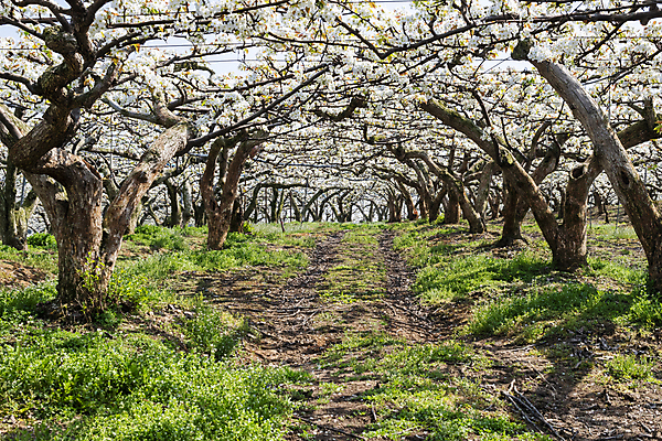 포토 JPG 주간 길 밭 자연 풍경 사람없음 야외 봄 과수원 배꽃 배나무 국내포토 자연요소 나무 계절 꽃 농업 생태계 파일형식