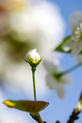 포토 JPG 주간 자연 하늘 풍경 사람없음 야외 아웃포커스 봄 꽃봉오리 배꽃 배나무 국내포토 자연요소 나무 계절 꽃 촬영기법 생태계 파일형식