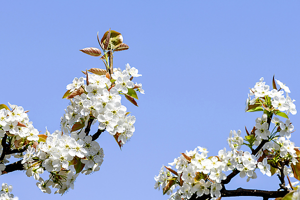 포토 JPG 주간 자연 하늘 풍경 사람없음 야외 봄 배꽃 배나무 국내포토 자연요소 나무 계절 꽃 생태계 파일형식