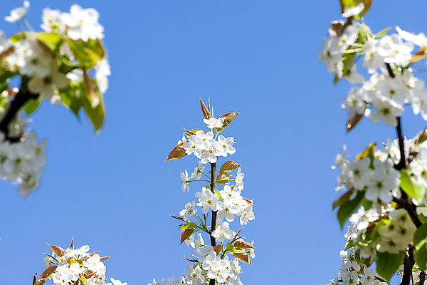 포토 JPG 주간 자연 하늘 풍경 사람없음 야외 봄 배꽃 배나무 국내포토 자연요소 나무 계절 꽃 생태계 파일형식