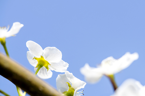 포토 JPG 주간 자연 하늘 풍경 근접촬영 사람없음 야외 봄 소프트포커스 배꽃 배나무 국내포토 자연요소 나무 계절 꽃 뷰포인트 촬영기법 생태계 파일형식