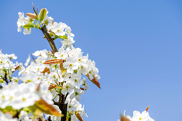 포토 JPG 주간 자연 하늘 풍경 사람없음 야외 봄 소프트포커스 배꽃 배나무 국내포토 자연요소 나무 계절 꽃 촬영기법 생태계 파일형식