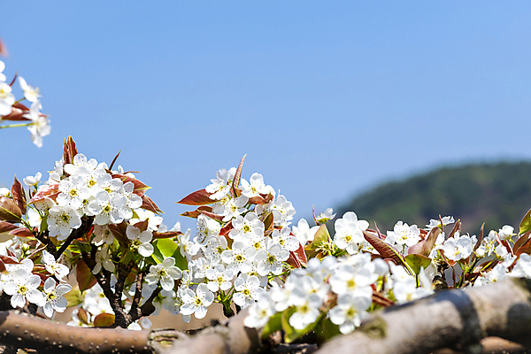 포토 JPG 주간 자연 하늘 풍경 사람없음 야외 봄 배꽃 배나무 국내포토 자연요소 나무 계절 꽃 생태계 파일형식