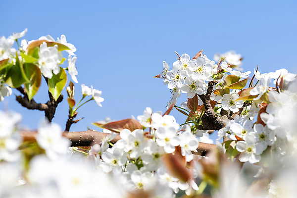 포토 JPG 주간 자연 하늘 풍경 사람없음 야외 봄 소프트포커스 배꽃 배나무 국내포토 자연요소 나무 계절 꽃 촬영기법 생태계 파일형식