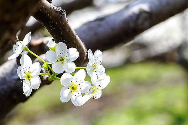 포토 JPG 주간 자연 풍경 사람없음 야외 아웃포커스 봄 배꽃 배나무 국내포토 자연요소 나무 계절 꽃 촬영기법 생태계 파일형식