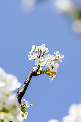 포토 JPG 주간 자연 하늘 풍경 사람없음 야외 봄 소프트포커스 배꽃 배나무 국내포토 자연요소 나무 계절 꽃 촬영기법 생태계 파일형식