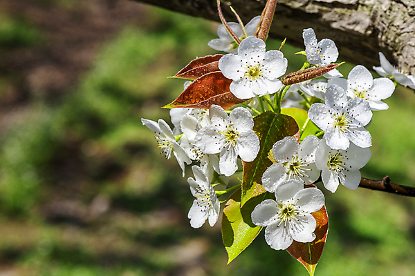 포토 JPG 주간 밭 자연 풍경 사람없음 야외 아웃포커스 봄 과수원 배꽃 배나무 국내포토 자연요소 나무 계절 꽃 농업 촬영기법 생태계 파일형식