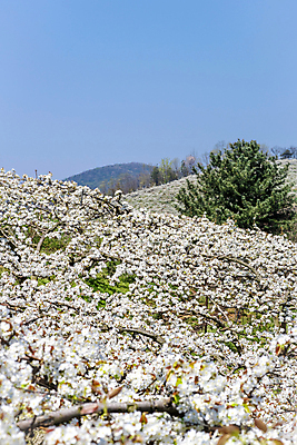 포토 JPG 주간 자연 하늘 풍경 사람없음 야외 봄 배꽃 배나무 국내포토 자연요소 나무 계절 꽃 생태계 파일형식