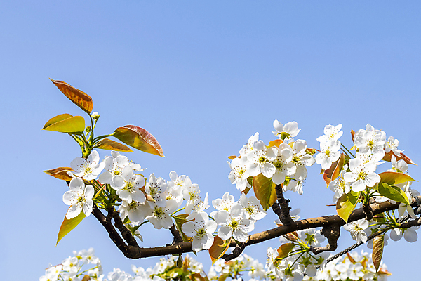 포토 JPG 주간 자연 하늘 풍경 사람없음 야외 봄 배꽃 배나무 국내포토 자연요소 나무 계절 꽃 생태계 파일형식
