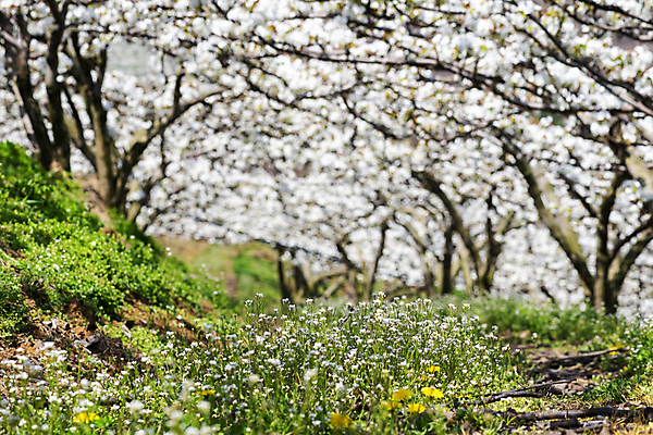 포토 JPG 주간 밭 자연 풍경 초원 사람없음 야외 봄 들꽃 과수원 배꽃 배나무 국내포토 자연요소 나무 계절 꽃 농업 생태계 파일형식