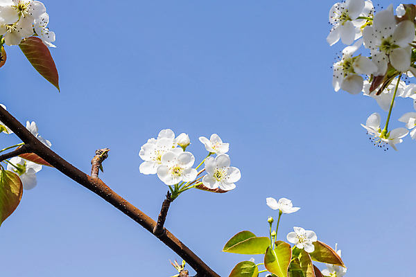 포토 JPG 주간 자연 하늘 풍경 사람없음 야외 봄 배꽃 배나무 국내포토 자연요소 나무 계절 꽃 생태계 파일형식