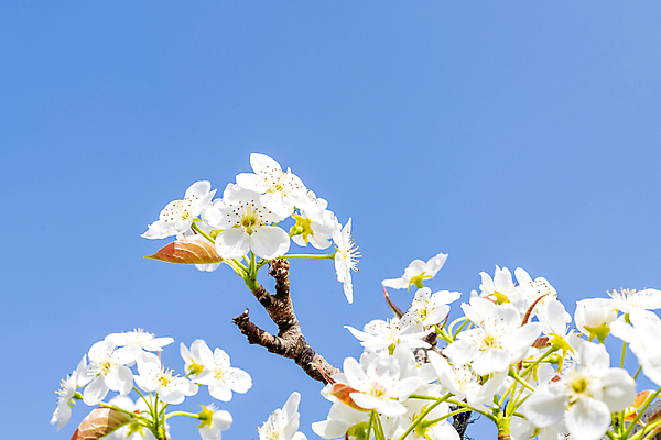 포토 JPG 주간 자연 하늘 풍경 사람없음 야외 봄 배꽃 배나무 국내포토 자연요소 나무 계절 꽃 생태계 파일형식