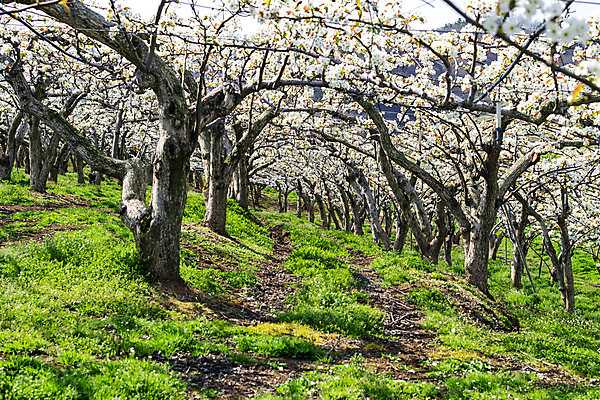 포토 JPG 주간 길 밭 자연 풍경 초원 사람없음 야외 봄 과수원 배꽃 배나무 국내포토 자연요소 나무 계절 꽃 농업 생태계 파일형식
