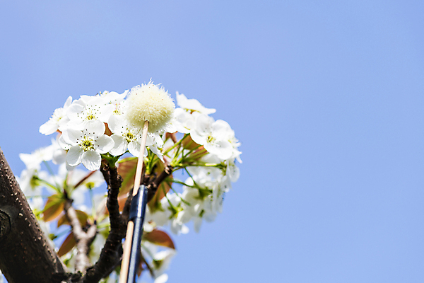 포토 JPG 하늘 근접촬영 사람없음 야외 막대기 과수원 솜 배꽃 배나무 수분_꽃가루 인공수분 국내포토 나무 꽃 뷰포인트 농업 파일형식