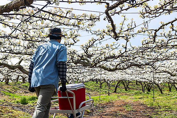 포토 JPG 전신 모자 남자 밭 한명 20대 성인 야외 뒷모습 걷기 수레 한국인 농부 과수원 배꽃 배나무 수레끌기 성인남자한명만 국내포토 나무 직업 1 잡화 꽃 뷰포인트 농업 모션 사람 동양인 청년 카트 당기기 남자한명만 성인남자만 파일형식