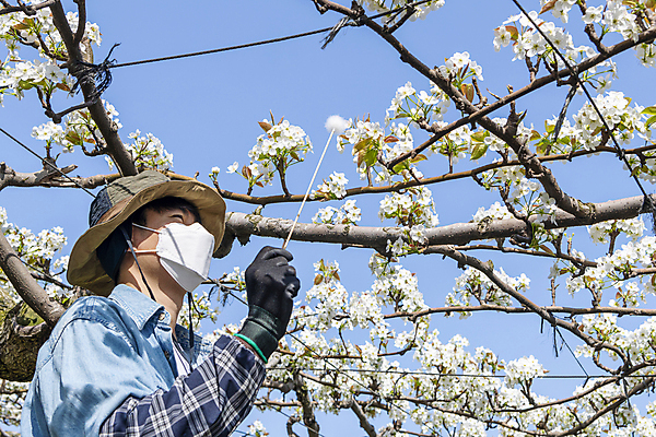 포토 JPG 모자 남자 하늘 마스크 한명 들기 상반신 20대 성인 야외 옆모습 한국인 막대기 농부 과수원 솜 배꽃 배나무 성인남자한명만 수분_꽃가루 인공수분 국내포토 나무 직업 1 잡화 꽃 뷰포인트 농업 모션 사람 동양인 청년 남자한명만 성인남자만 파일형식