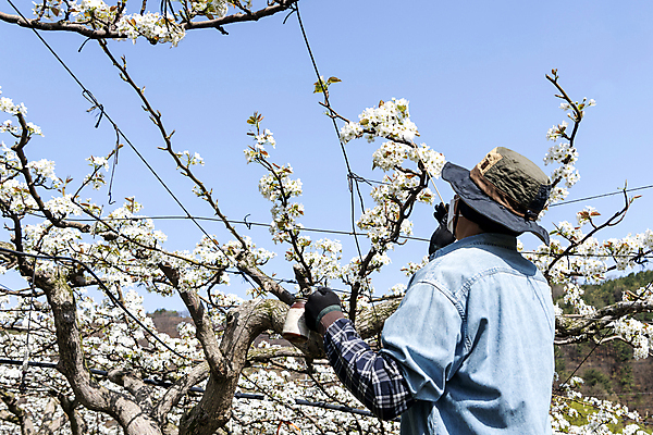 포토 JPG 모자 남자 한명 들기 상반신 20대 성인 야외 뒷모습 한국인 막대기 농부 과수원 솜 배꽃 배나무 성인남자한명만 수분_꽃가루 인공수분 국내포토 나무 직업 1 잡화 꽃 뷰포인트 농업 모션 사람 동양인 청년 남자한명만 성인남자만 파일형식