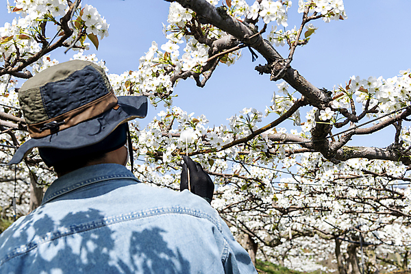 포토 JPG 모자 남자 한명 들기 상반신 20대 성인 야외 뒷모습 한국인 막대기 농부 과수원 솜 원예 배꽃 배나무 성인남자한명만 수분_꽃가루 인공수분 국내포토 나무 직업 1 잡화 꽃 뷰포인트 농업 모션 사람 동양인 청년 취미 남자한명만 성인남자만 파일형식