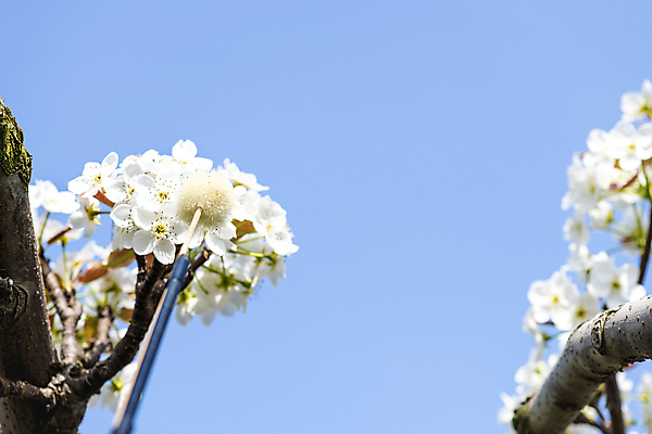 포토 JPG 하늘 사람없음 야외 막대기 과수원 솜 원예 배꽃 배나무 수분_꽃가루 인공수분 국내포토 나무 꽃 농업 취미 파일형식