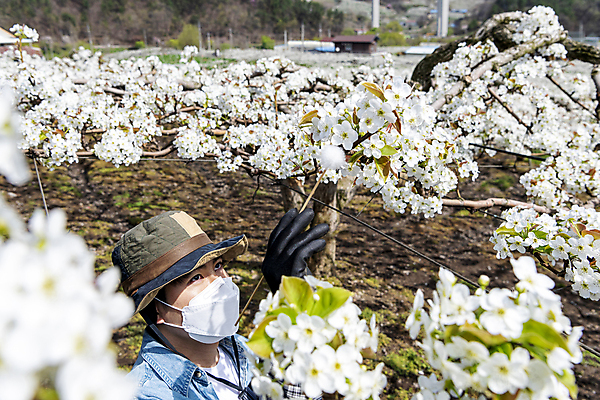 포토 JPG 모자 응시 남자 밭 마스크 한명 상반신 20대 성인 야외 앞모습 한국인 막대기 농부 소프트포커스 과수원 솜 원예 배꽃 배나무 성인남자한명만 수분_꽃가루 인공수분 국내포토 나무 직업 1 시선 잡화 꽃 뷰포인트 농업 촬영기법 사람 동양인 청년 취미 남자한명만 성인남자만 파일형식