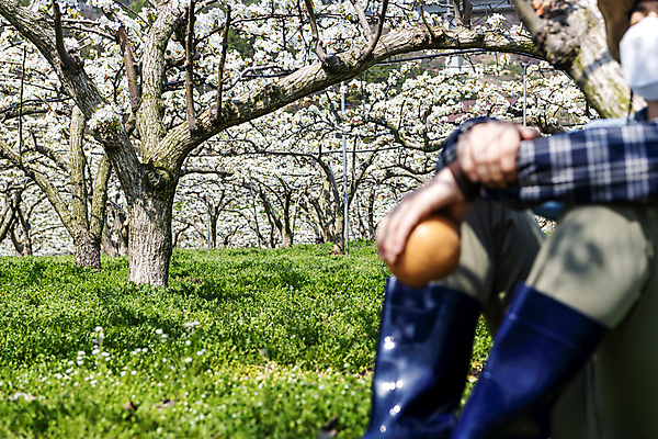 포토 JPG 전신 남자 밭 장화 한명 들기 앉기 20대 성인 야외 옆모습 초록색 한국인 배 농부 소프트포커스 과수원 원예 배꽃 배나무 성인남자한명만 수분_꽃가루 인공수분 국내포토 나무 직업 1 꽃 뷰포인트 컬러 신발 농업 과일 모션 촬영기법 사람 동양인 청년 취미 남자한명만 성인남자만 파일형식