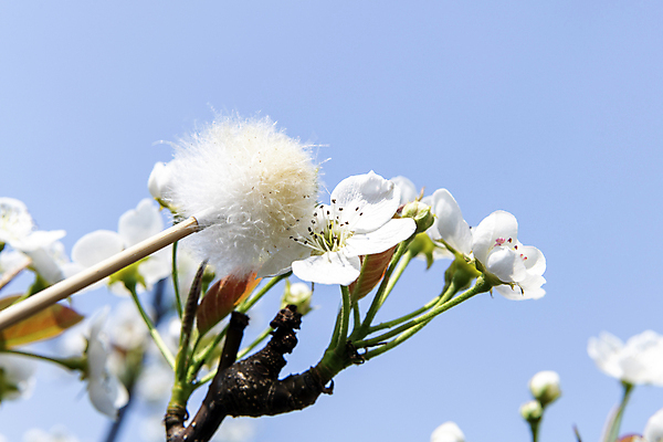 포토 JPG 하늘 근접촬영 사람없음 야외 아웃포커스 막대기 과수원 솜 배꽃 배나무 수분_꽃가루 인공수분 국내포토 나무 꽃 뷰포인트 농업 촬영기법 파일형식