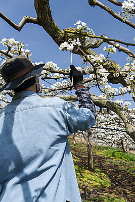 포토 JPG 모자 남자 한명 들기 20대 성인 야외 뒷모습 한국인 막대기 농부 과수원 솜 배꽃 배나무 성인남자한명만 수분_꽃가루 인공수분 국내포토 나무 직업 1 잡화 꽃 뷰포인트 농업 모션 사람 동양인 청년 남자한명만 성인남자만 파일형식
