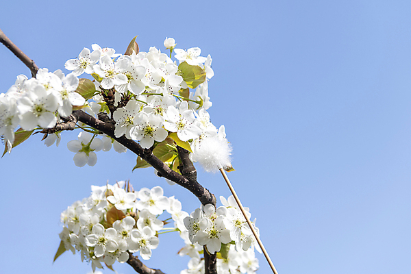 포토 JPG 하늘 사람없음 야외 막대기 과수원 솜 배꽃 배나무 수분_꽃가루 인공수분 국내포토 나무 꽃 농업 파일형식