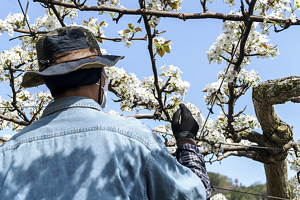 포토 JPG 모자 남자 장갑 하늘 한명 들기 상반신 20대 성인 야외 뒷모습 한국인 막대기 농부 과수원 솜 배꽃 배나무 성인남자한명만 수분_꽃가루 인공수분 국내포토 나무 직업 1 잡화 꽃 뷰포인트 농업 모션 사람 동양인 청년 남자한명만 성인남자만 파일형식