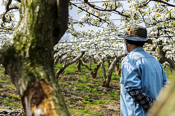 포토 JPG 모자 남자 밭 한명 상반신 20대 성인 야외 옆모습 한국인 농부 과수원 원예 뒷짐 배꽃 배나무 성인남자한명만 국내포토 나무 직업 1 잡화 꽃 뷰포인트 농업 모션 사람 동양인 청년 취미 남자한명만 성인남자만 파일형식