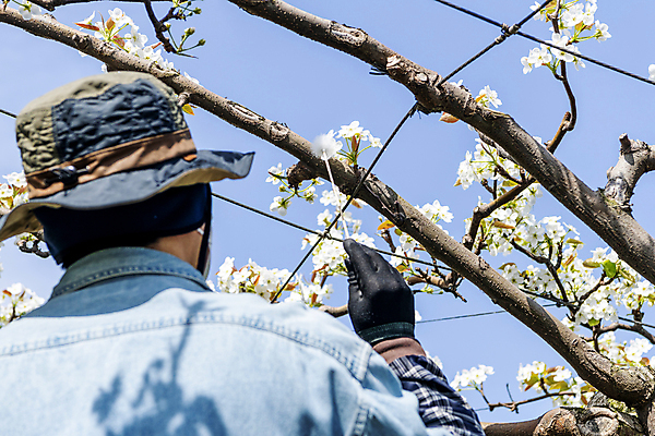 포토 JPG 모자 남자 장갑 밭 한명 상반신 20대 성인 야외 뒷모습 한국인 막대기 농부 과수원 솜 배꽃 배나무 성인남자한명만 수분_꽃가루 인공수분 국내포토 나무 직업 1 잡화 꽃 뷰포인트 농업 사람 동양인 청년 남자한명만 성인남자만 파일형식