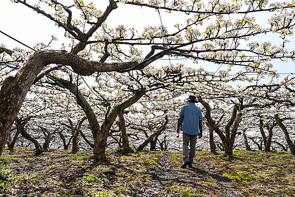 포토 JPG 전신 남자 밭 한명 20대 성인 야외 뒷모습 걷기 한국인 농부 과수원 배꽃 배나무 성인남자한명만 국내포토 나무 직업 1 꽃 뷰포인트 농업 모션 사람 동양인 청년 남자한명만 성인남자만 파일형식