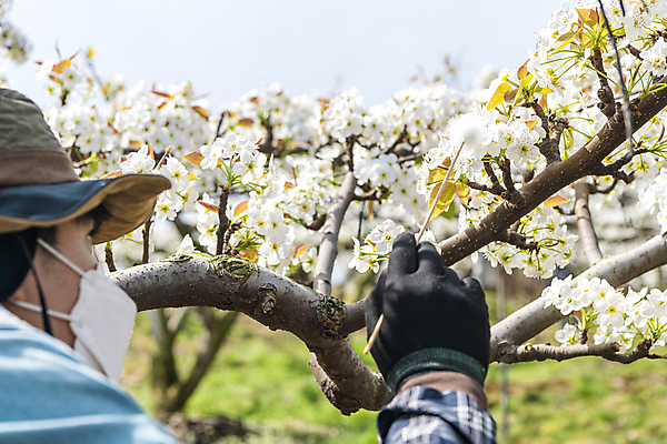 포토 JPG 모자 남자 장갑 밭 마스크 한명 들기 20대 성인 야외 뒷모습 아웃포커스 한국인 막대기 농부 과수원 솜 배꽃 배나무 성인남자한명만 수분_꽃가루 인공수분 국내포토 나무 직업 1 잡화 꽃 뷰포인트 농업 모션 촬영기법 사람 동양인 청년 남자한명만 성인남자만 파일형식