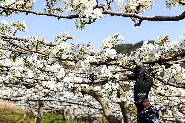포토 JPG 손 장갑 하늘 들기 야외 신체부위 막대기 과수원 솜 배꽃 배나무 수분_꽃가루 인공수분 국내포토 나무 잡화 꽃 농업 모션 사람 파일형식