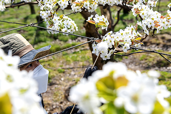 포토 JPG 모자 응시 남자 밭 마스크 한명 들기 20대 성인 야외 옆모습 아웃포커스 한국인 막대기 농부 소프트포커스 과수원 솜 배꽃 배나무 성인남자한명만 수분_꽃가루 인공수분 국내포토 나무 직업 1 시선 잡화 꽃 뷰포인트 농업 모션 촬영기법 사람 동양인 청년 남자한명만 성인남자만 파일형식