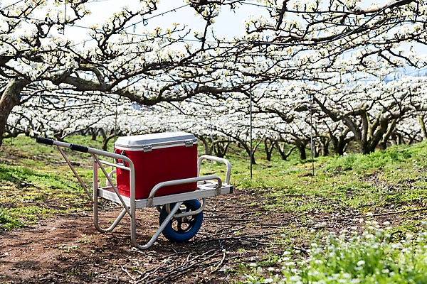 포토 JPG 밭 풍경 사람없음 야외 상자 수레 과수원 배꽃 배나무 외발수레 국내포토 나무 꽃 농업 카트 파일형식