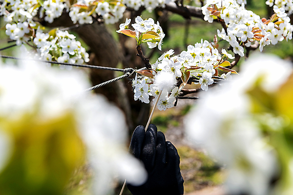 포토 JPG 손 장갑 밭 들기 야외 아웃포커스 신체부위 막대기 소프트포커스 과수원 솜 배꽃 배나무 수분_꽃가루 인공수분 국내포토 나무 잡화 꽃 농업 모션 촬영기법 사람 파일형식