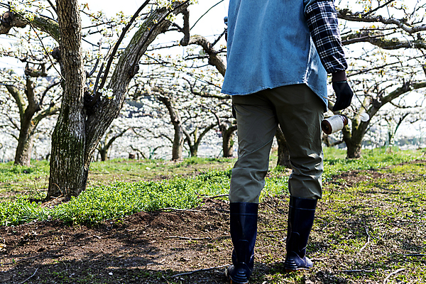 포토 JPG 전신 남자 밭 장화 한명 들기 20대 성인 야외 뒷모습 걷기 한국인 막대기 농부 과수원 솜 배꽃 배나무 성인남자한명만 국내포토 나무 직업 1 꽃 뷰포인트 신발 농업 모션 사람 동양인 청년 남자한명만 성인남자만 파일형식