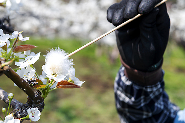 포토 JPG 손 장갑 밭 들기 근접촬영 야외 아웃포커스 신체부위 막대기 과수원 솜 배꽃 배나무 수분_꽃가루 인공수분 국내포토 나무 잡화 꽃 뷰포인트 농업 모션 촬영기법 사람 파일형식